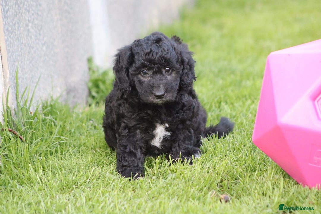 Cavapoochon dogs for sale: Cavapoochon puppies for sale - Image 33