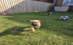 Mixed Breed dogs for sale: German shepard cross - Image 3