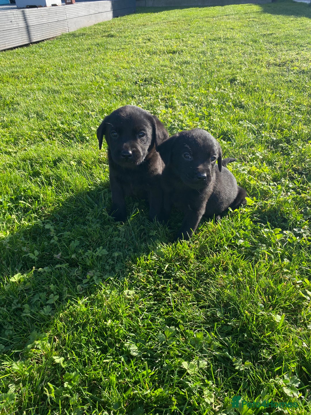 Labrador Retriever dogs for sale: Labrador retriever - Image 3