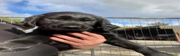 Flat coated Retriever dogs for sale: Ready now! Flat coated x Golden retriever pups. - Advert 3