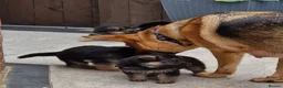 German Shepherd dogs for sale: Top quality german shepherd puppies - Advert 6