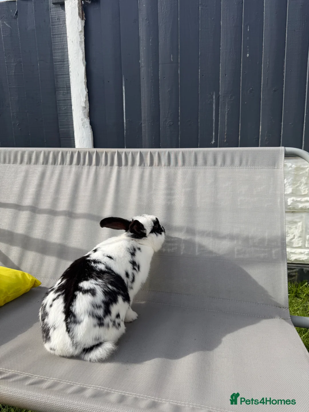 Mixed Breed rabbits for sale: rabbit for rehome  in Bootle - Advert 2