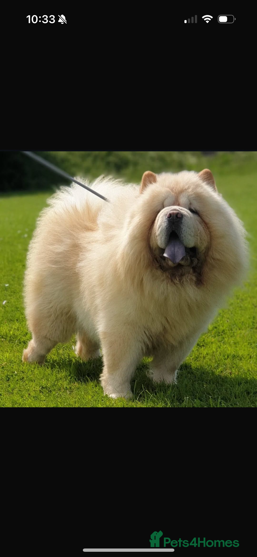 Chow Chow dogs for sale: CHOW CHOW PUPPIES  - Advert 26