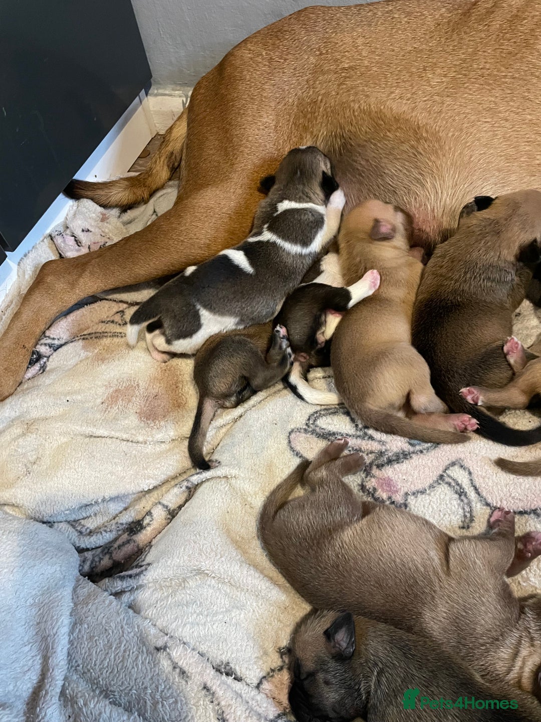 Mixed Breed dogs for sale: Bullsky puppies  - Advert 7