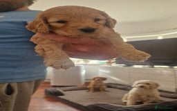 Cockapoo dogs for sale: Adorable cockapoo puppies for sale  - Image 3