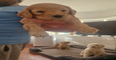 Cockapoo dogs - Advert 3