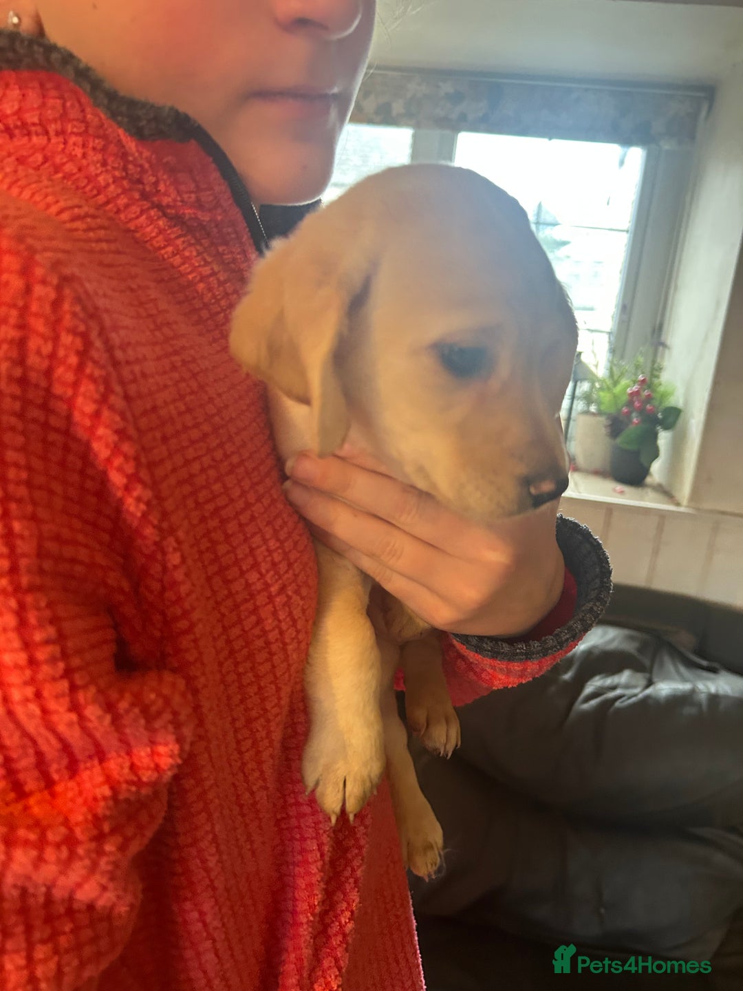 Mixed Breed dogs for sale: Cavapoo Puppies - Advert 14