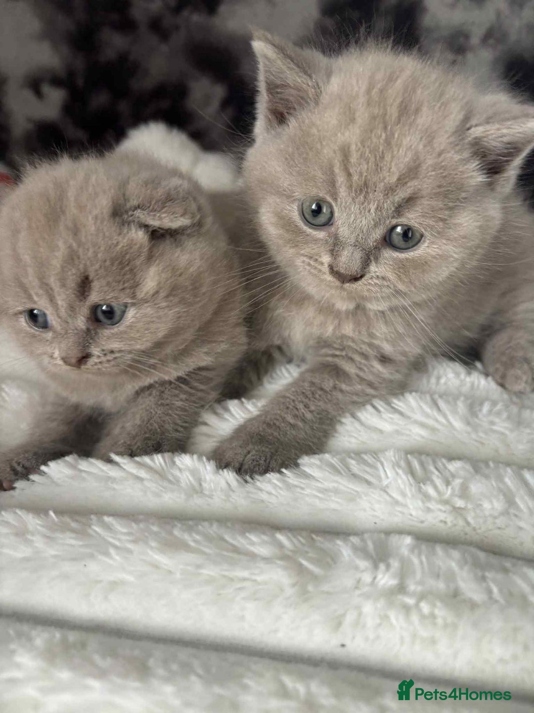 Scottish Fold cats for sale: Absolutely stunning kittens  - Image 1