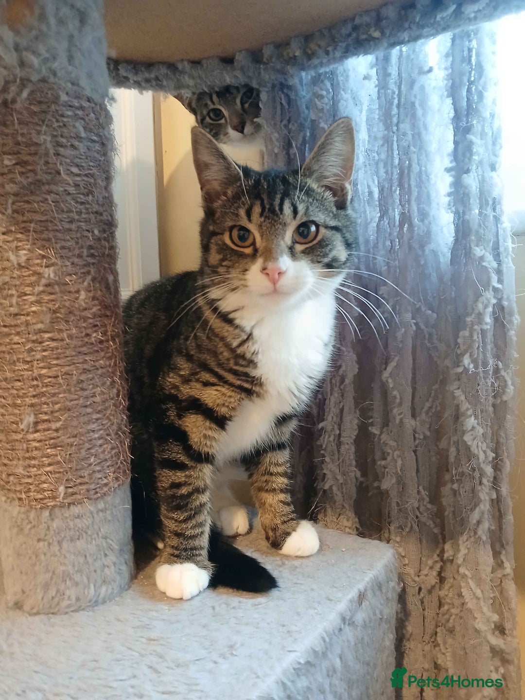 Domestic Shorthair cats for adoption: ADOPTION - Frog  - Advert 1