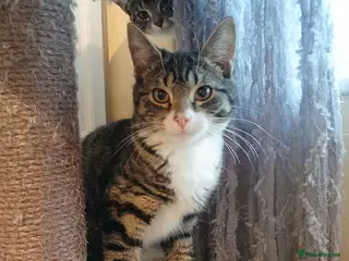 Domestic Shorthair cats ADOPTION - Frog - Advert 2