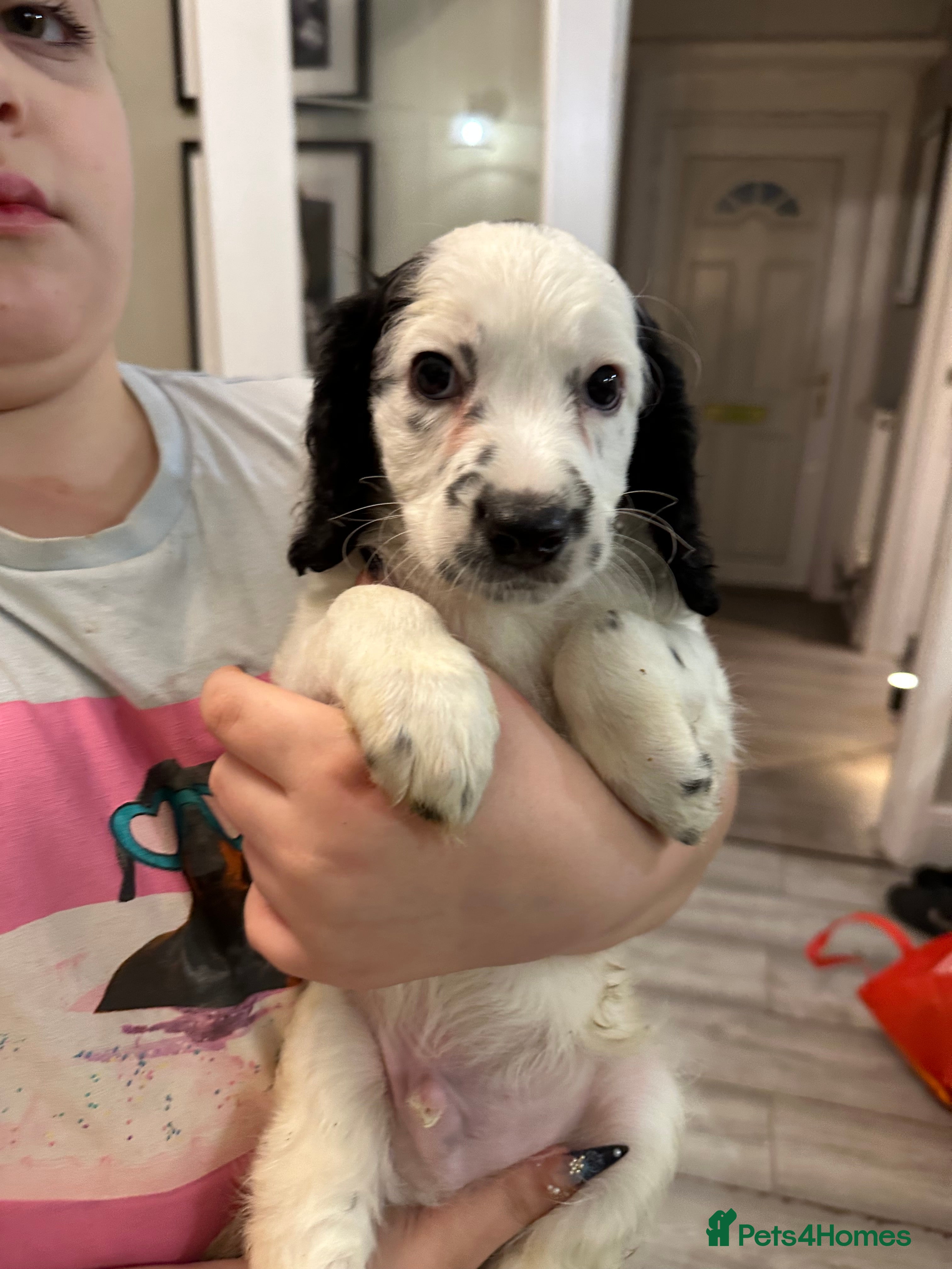 Cockapoo dogs Beautiful litter of Cockapoo Puppies **READY NOW** - Advert 1