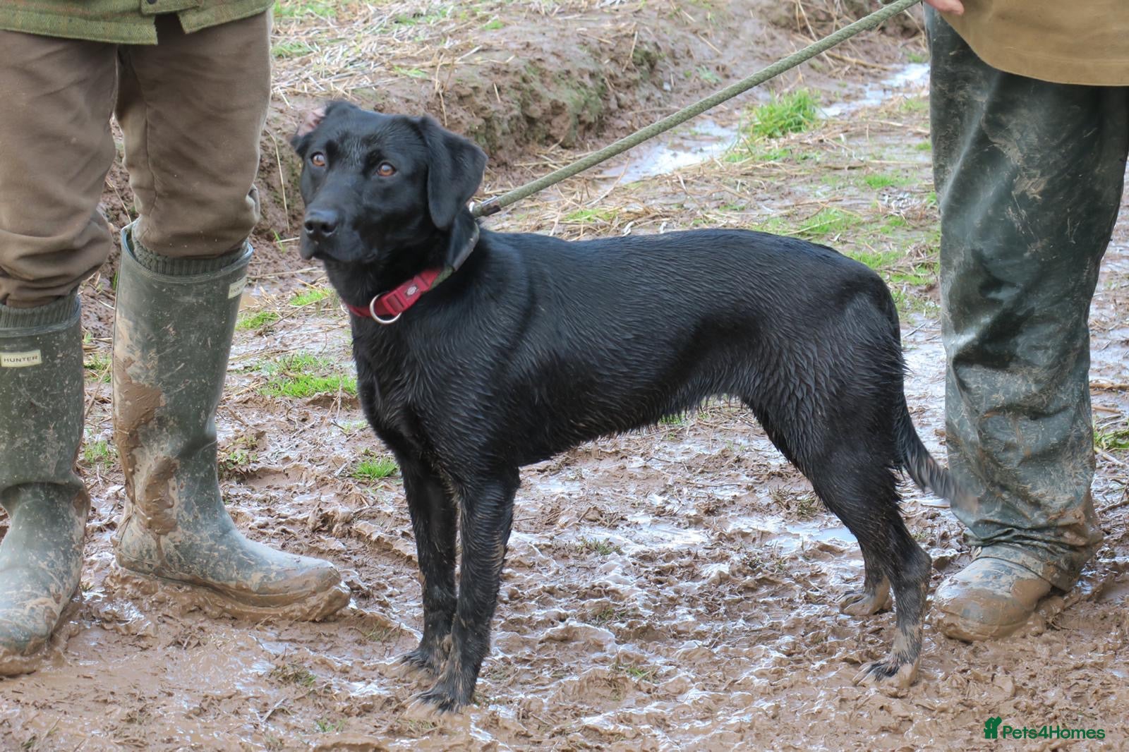 Labrador Retriever dogs for sale: 4 KC reg Labrador puppies for sale  - Advert 1