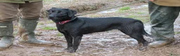 Labrador Retriever dogs for sale: 4 KC reg Labrador puppies for sale  in Whitchurch - Advert 1