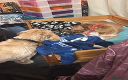 Lhasa Apso dogs for sale: KC registered Lhasa Apso puppies - Image 2