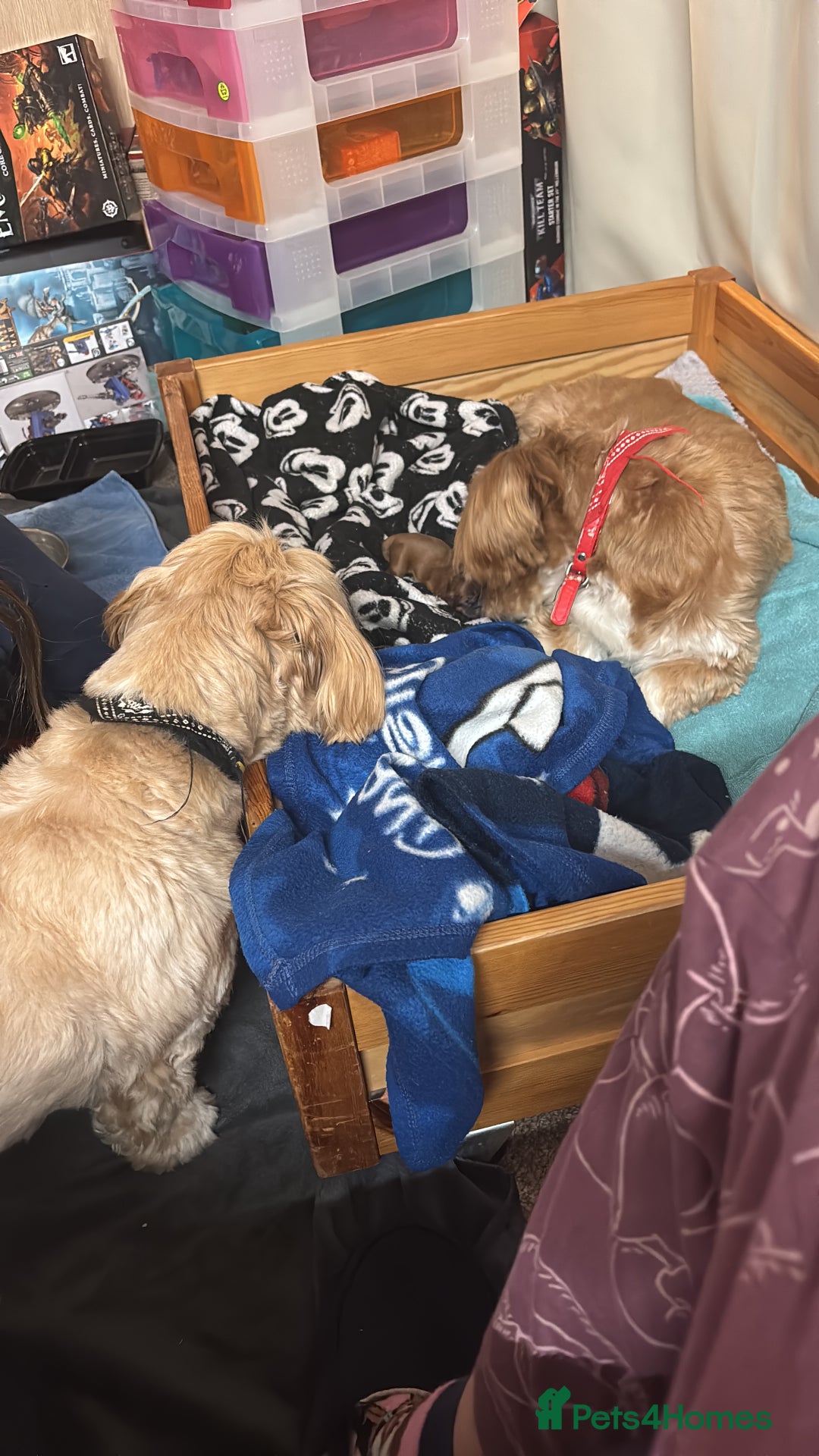 Lhasa Apso dogs for sale: KC registered Lhasa Apso puppies - Image 2