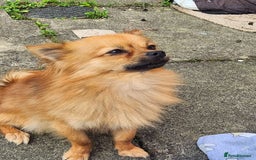Pomchi dogs for sale: Handsome full breed pomchi  - Image 2