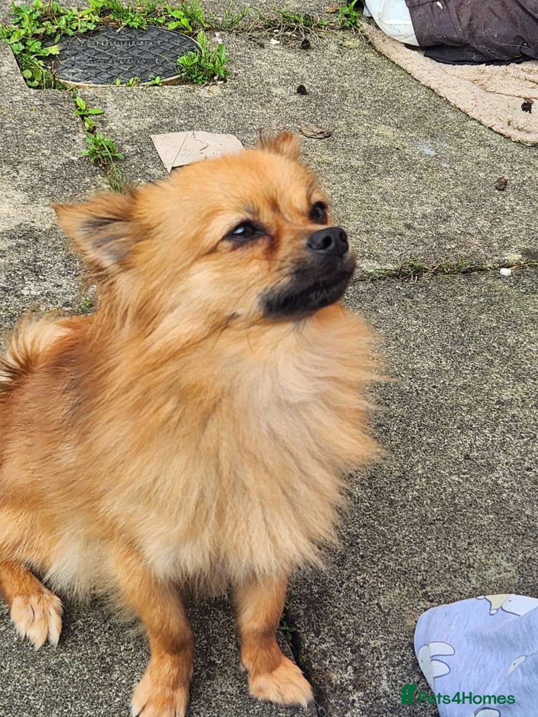 Pomchi dogs for sale: Handsome full breed pomchi  - Image 2