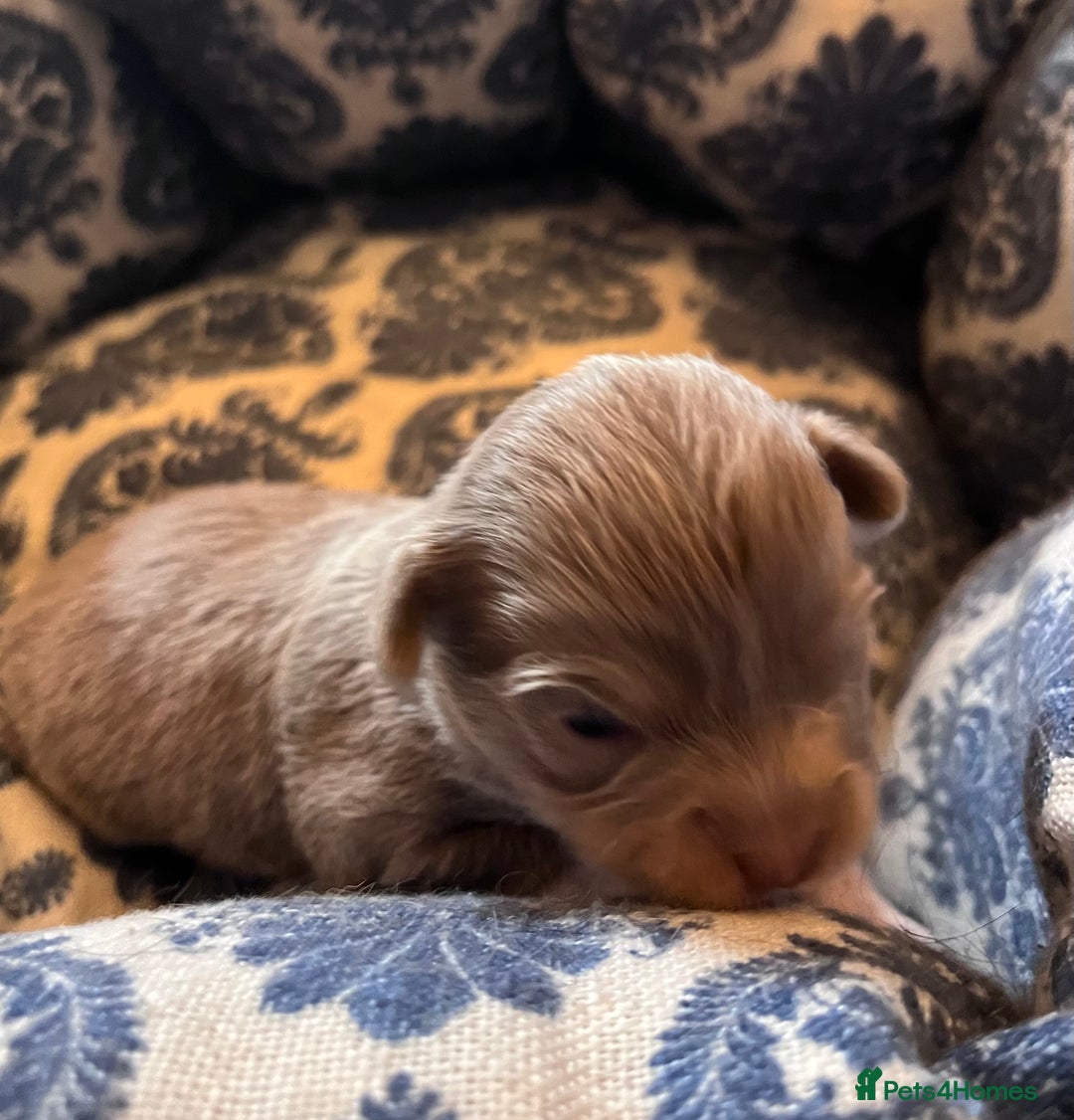 Chihuahua dogs for sale: chihuahua boy puppies  - Advert 16