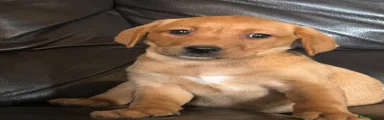Labrador Retriever 5