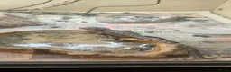 Bearded Dragon reptiles for sale: Baby bearded dragons in Hitchin - Advert 19