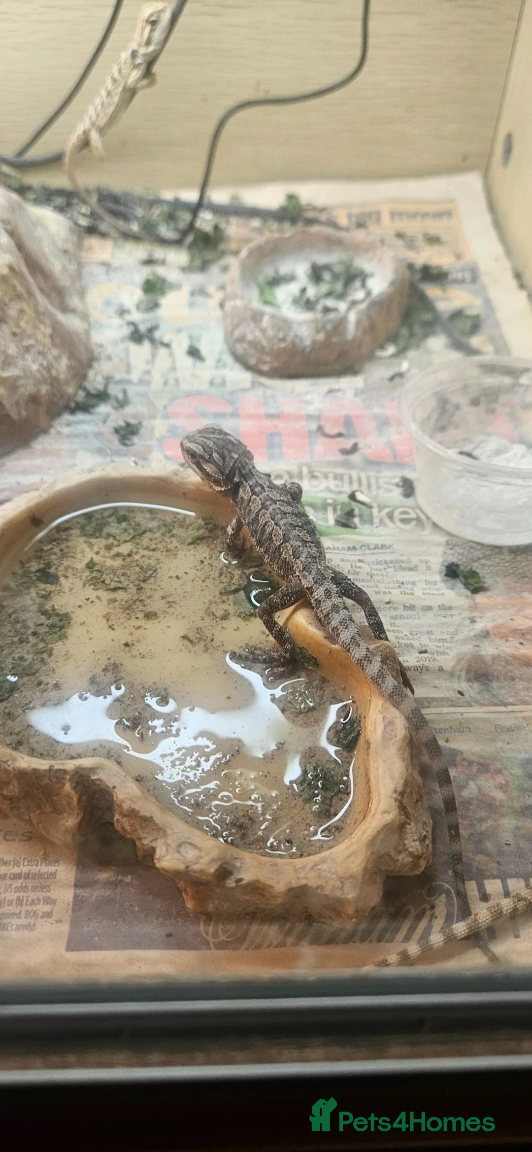 Bearded Dragon reptiles for sale: Baby bearded dragons in Hitchin - Advert 19