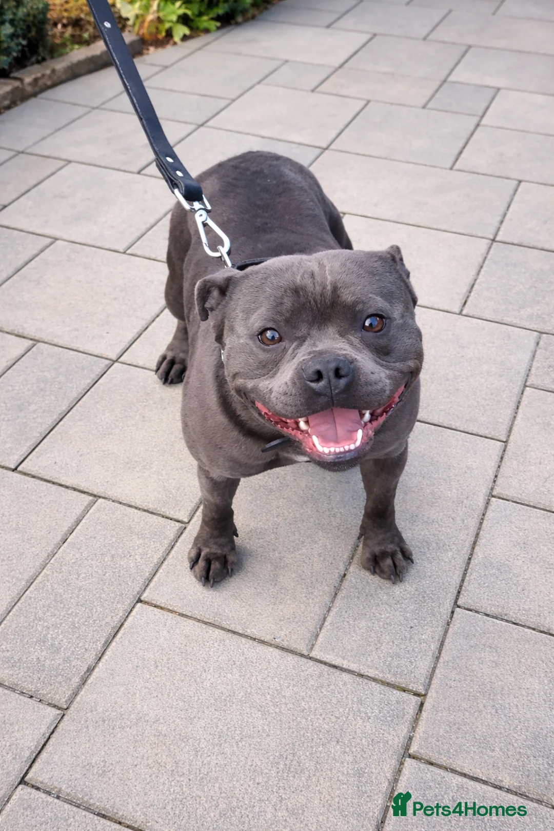 Staffordshire Bull Terrier dogs for stud: 2 SOLID BLUE MALES AVAILABLE FOR STUD  - Advert 1