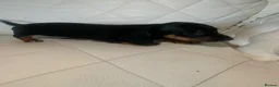 Dachshund dogs for sale: 5 dachund puppies for sale 2 boys 3 girls - Advert 19