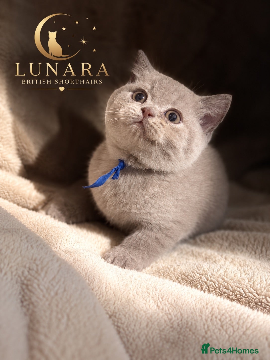 British Shorthair cats for sale: Supreme Champion Line British Shorthair Kittens - Advert 2