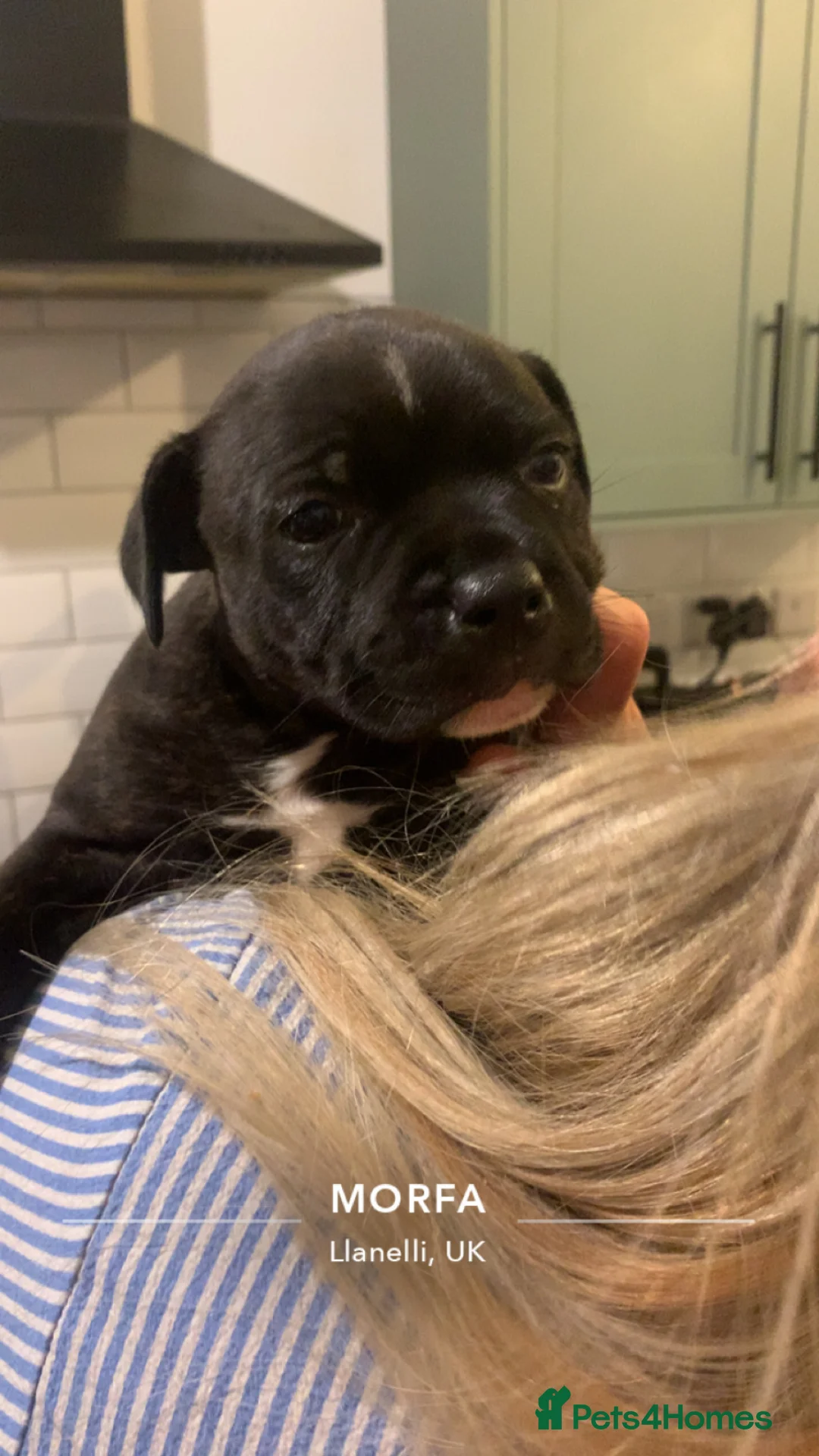 Staffordshire Bull Terrier dogs for sale: Last staffy puppy left ready to go - Advert 2