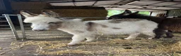 Donkey livestock for sale: Miniature Mediterranean donkey  in Wellingborough - Advert 3