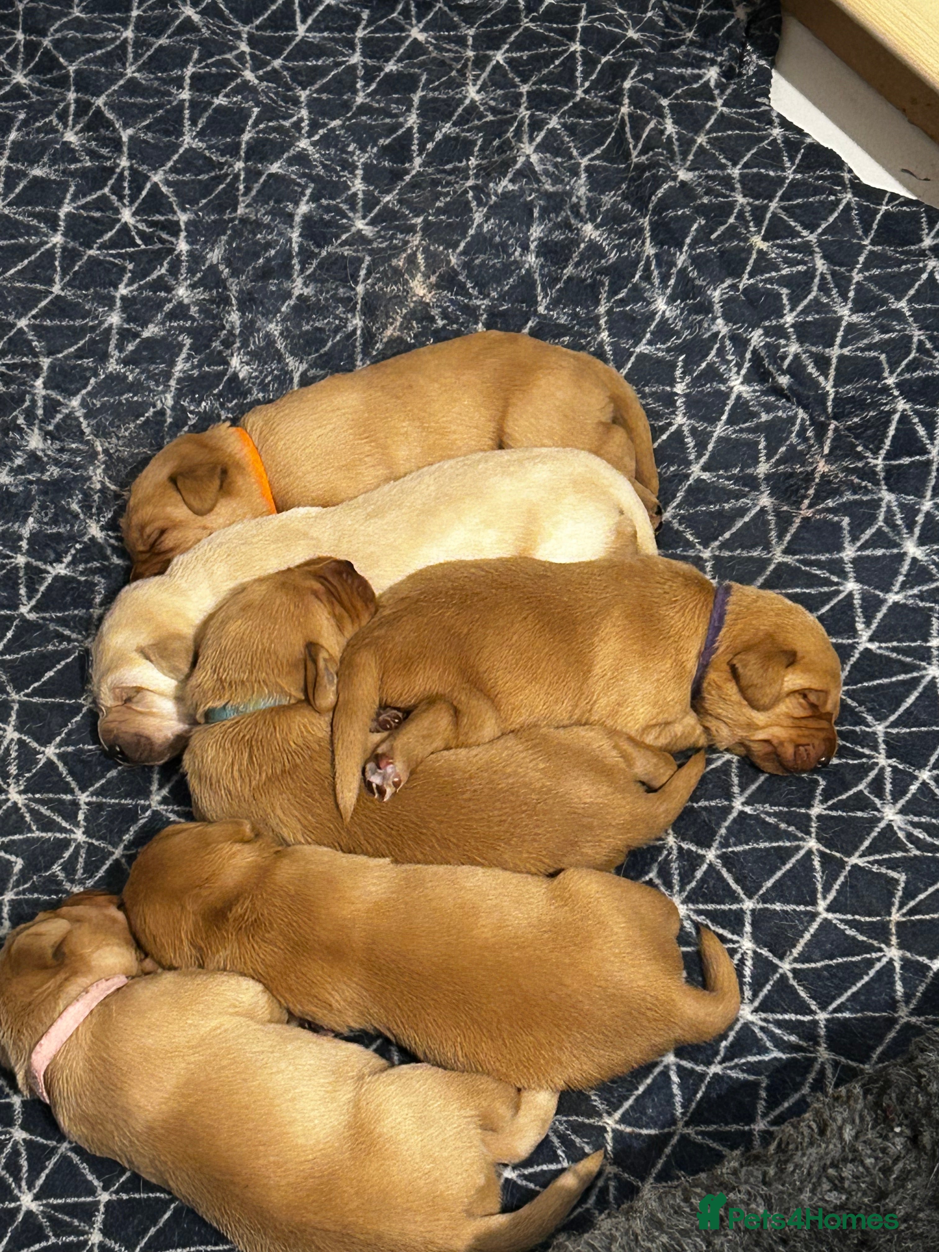 Labrador Retriever dogs Beautiful Labrador Puppies - Advert 6