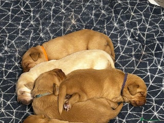 Labrador Retriever dogs Beautiful Labrador Puppies - Advert 1