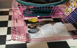 Mixed Breed dogs for sale: Pug/dachshund  - Image 2