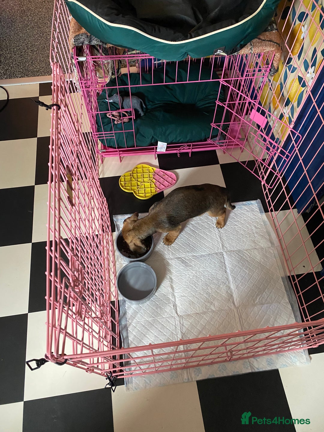 Mixed Breed dogs for sale: Pug/dachshund  - Image 2