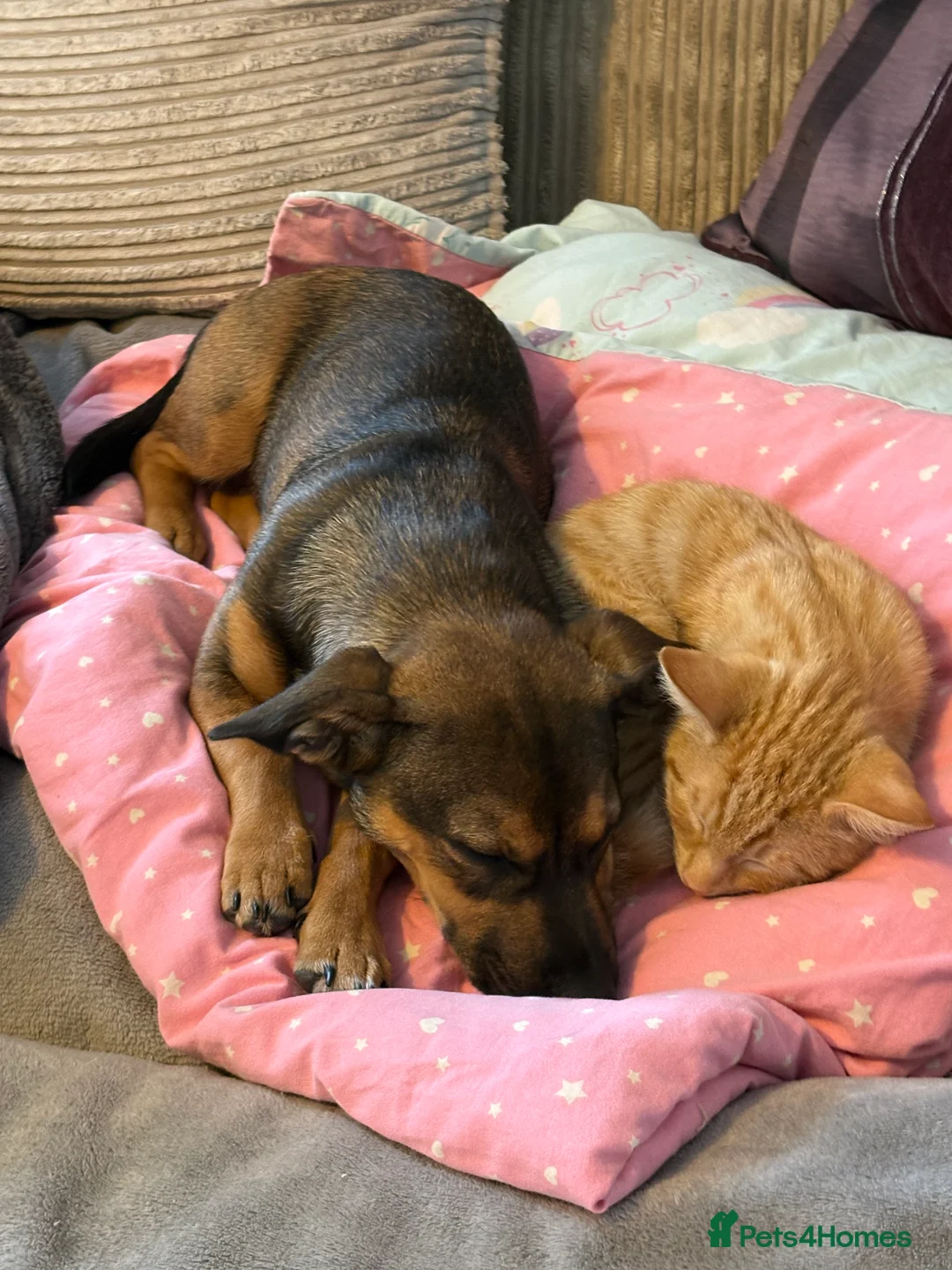 Mixed Breed dogs for sale: Sadly having to rehome  - Advert 5