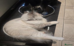 Ragdoll cats for sale: Ragdoll 6 months old - Image 10