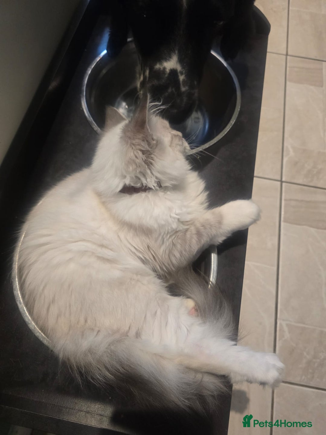 Ragdoll cats for sale: Ragdoll 6 months old - Image 10