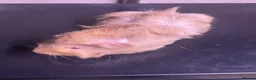 Guinea Pig rodents for sale: Two male piggies in Rushden - Advert 2