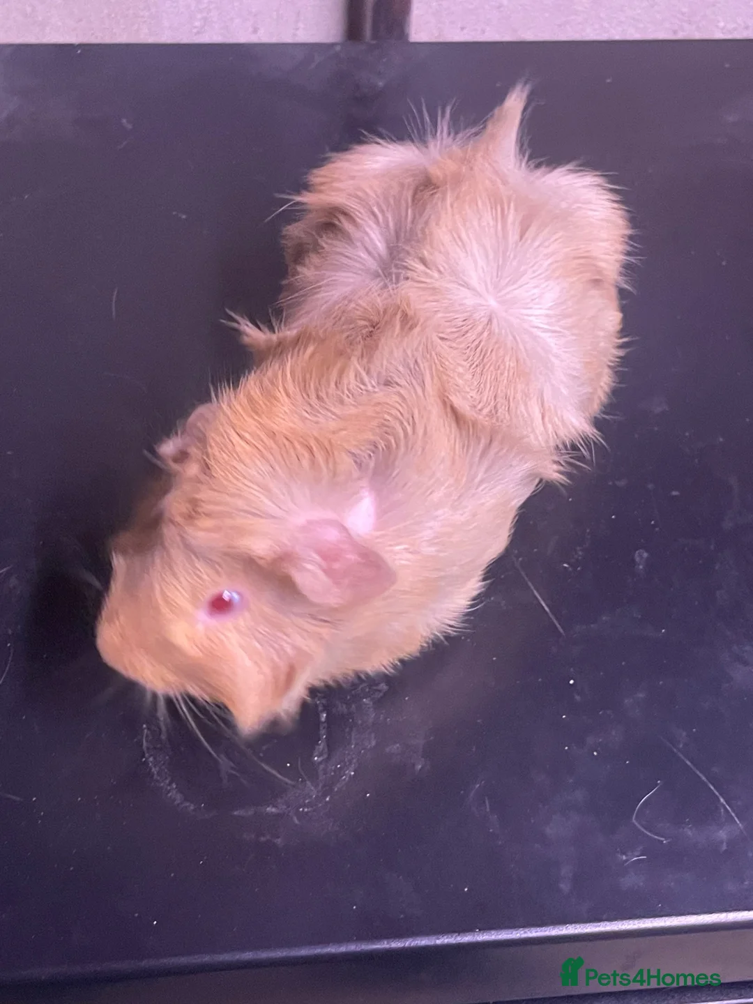 Guinea Pig rodents for sale: Two male piggies in Rushden - Advert 2