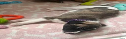 Whippet dogs for sale: One stunning pedigree whippet boy left  - Advert 11