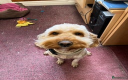 Cockapoo dogs for stud: F1 cockerpoo for Stud - Image 2