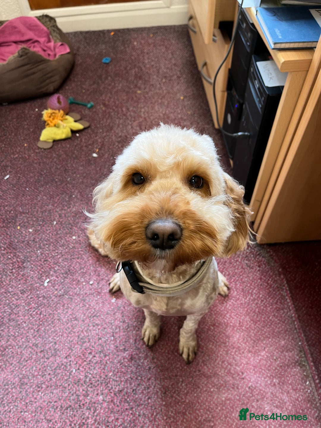 Cockapoo dogs for stud: F1 cockerpoo for Stud - Image 2