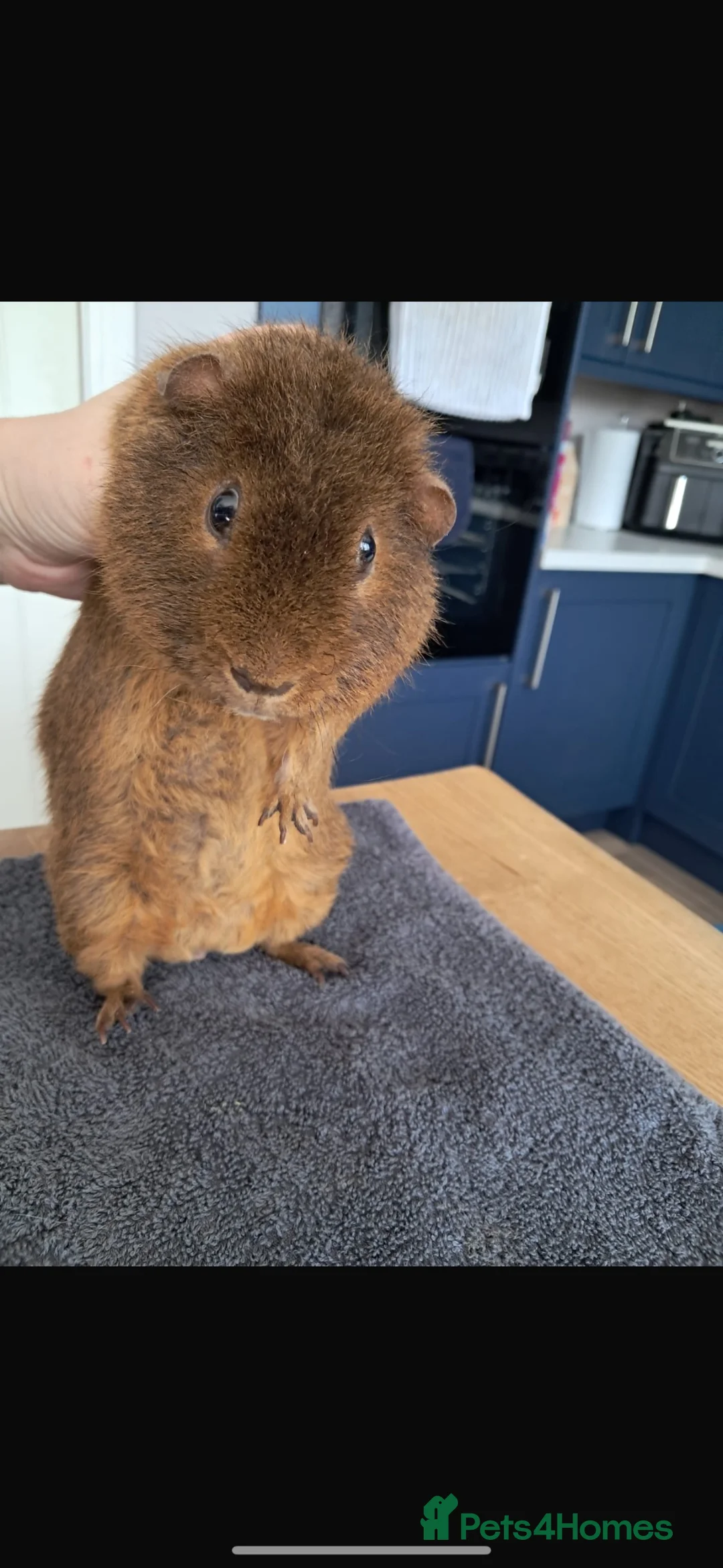 Guinea Pig rodents for sale: Breeding pair of guinea pigs  in South Shields - Advert 5