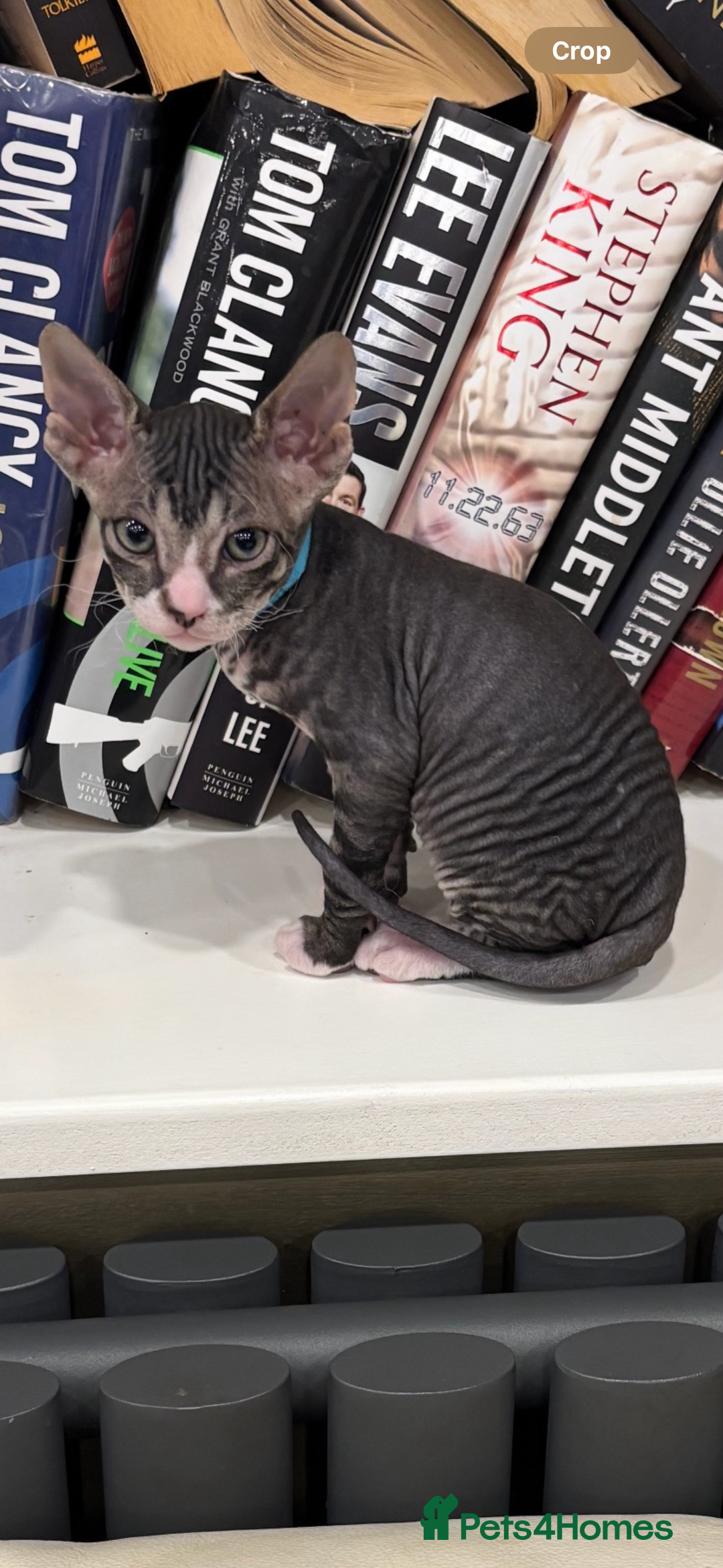 Sphynx cats for sale: Donskoy - Advert 13