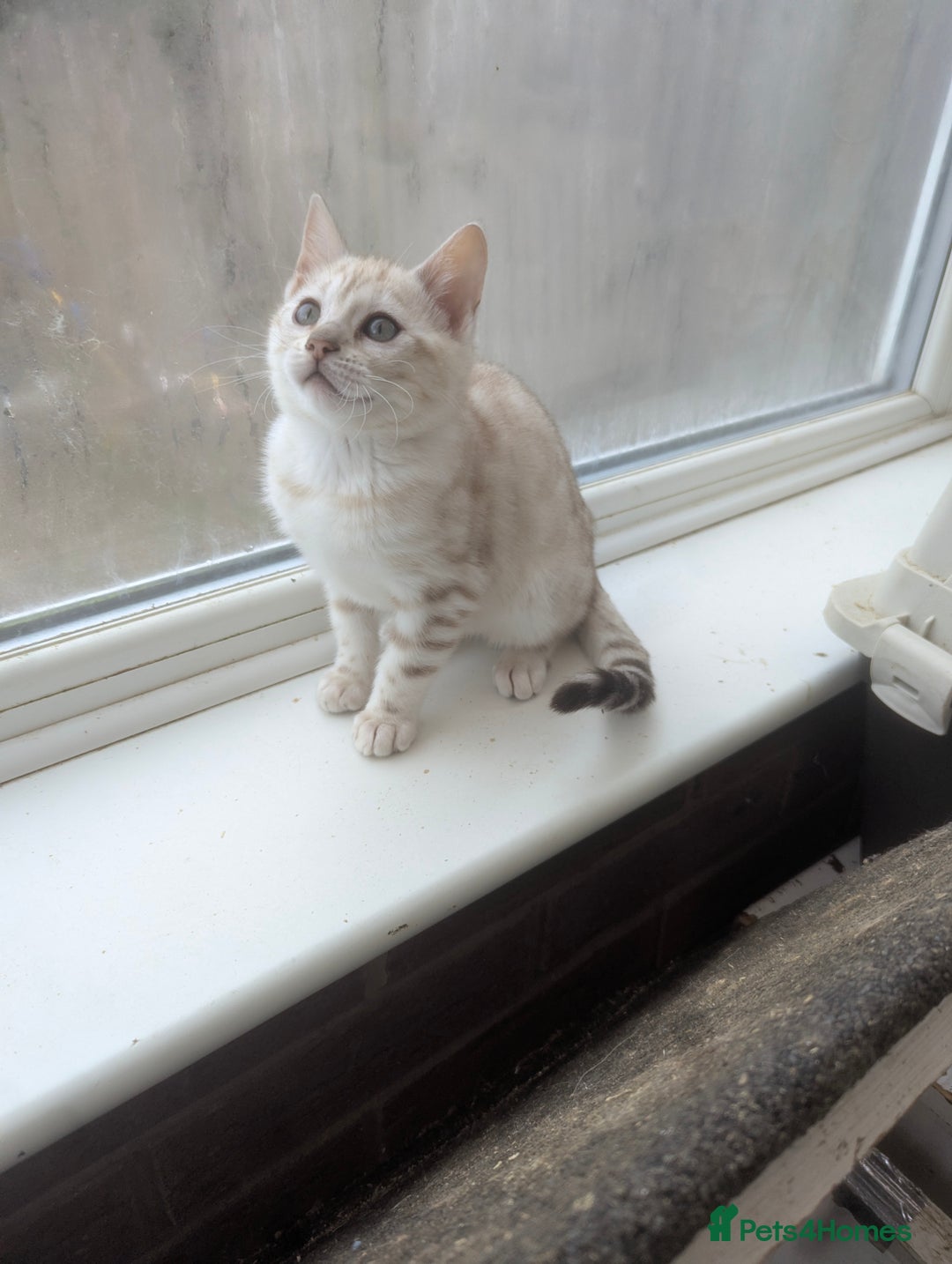 Bengal cats for sale: Bengal Kittens Purebreed Ready to Leave - Advert 16