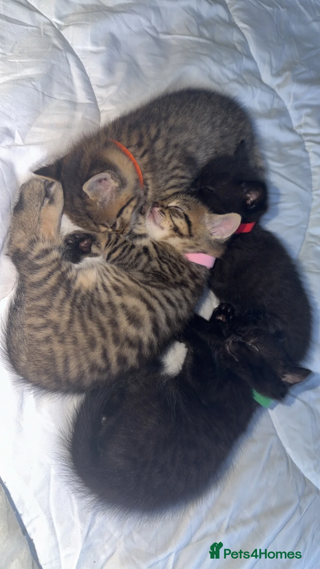 Mixed Breed cats for sale: Kittens looking for forever homes in Morecambe - Advert 7