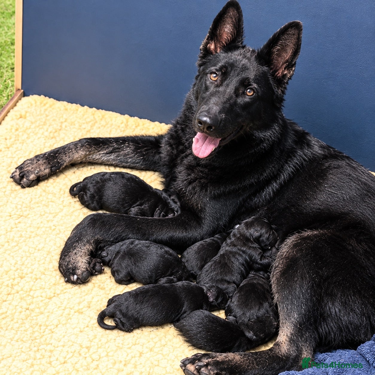 German Shepherd dogs Czech German shepherd male 9 weeks  - Advert 6