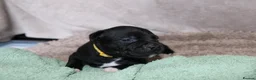 Staffordshire Bull Terrier dogs for sale: KC Staffords | Blue & Black | Champion Bloodlines - Advert 37