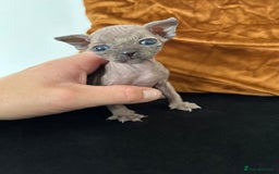 Sphynx cats for sale: Singleton male sphynx kitten  - Image 1