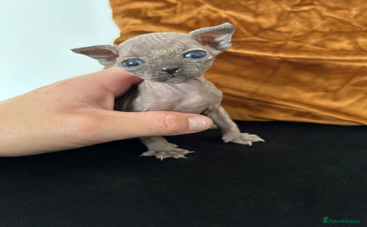 Sphynx cats - Advert 8